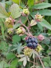 Rubus caesius