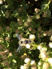 Eristalis hirta