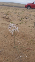 Leucocoryne appendiculata