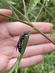 Myzinum obscurum