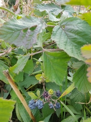 Rubus caesius