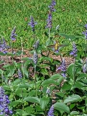 Archilochus colubris