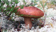 Boletus pinophilus