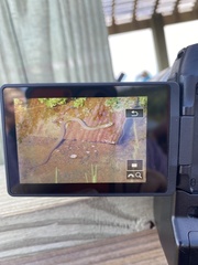 Nerodia clarkii clarkii