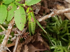 Euthystira brachyptera