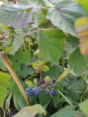 Rubus caesius