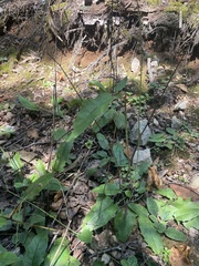 Media resource of Hieracium murorum
