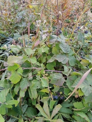 Rubus caesius