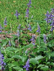 Archilochus colubris