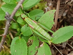 Euthystira brachyptera