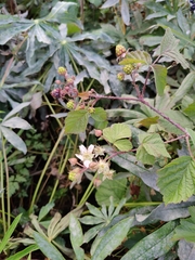 Rubus caesius