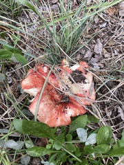 Russula emetica