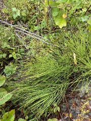 Equisetum arvense