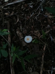 Leucocoprinus fragilissimus