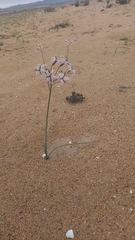 Leucocoryne appendiculata