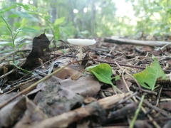 Leucocoprinus fragilissimus