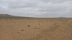 Leucocoryne appendiculata