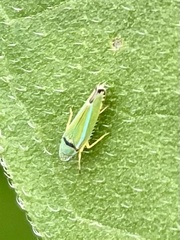 Cicadellini