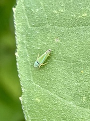 Cicadellini