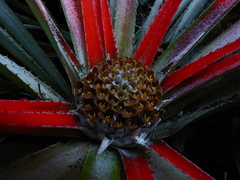 Fascicularia bicolor