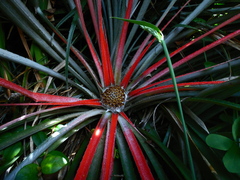 Fascicularia bicolor