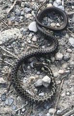 Zamenis longissimus
