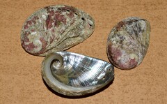 Haliotis tuberculata