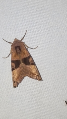 Phlogophora