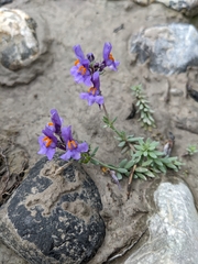 Linaria alpina