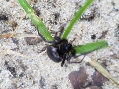 Steatoda borealis
