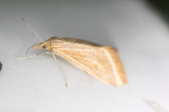 Microtheoris ophionalis