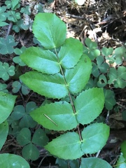 Berberis nervosa