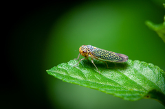 Cicadellinae