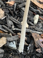 Coprinellus flocculosus