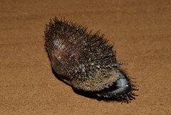 Barbatia barbata