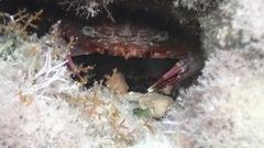 Thalamitinae