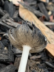 Coprinellus flocculosus