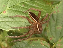 Dolomedes striatus