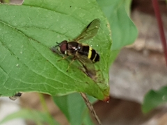 Dasysyrphus tricinctus
