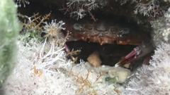 Thalamitinae