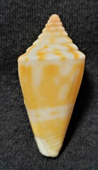 Conus scalaris