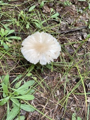 Lepiota clypeolaria