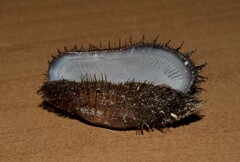 Barbatia barbata
