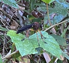 Diogmites platypterus