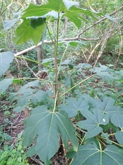 Gyrocarpus