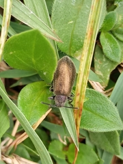 Lagria villosa