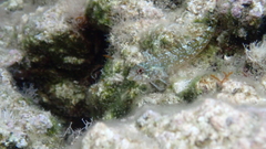 Thalamitinae