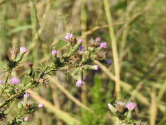 Cirsium creticum