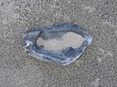 Crassostrea virginica