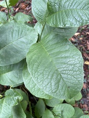 Magnolia acuminata